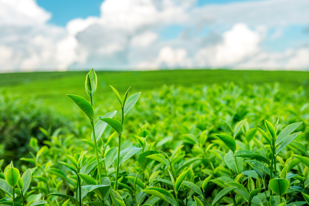 Globalgyan Client - Leading Agribusiness Conglomerate
